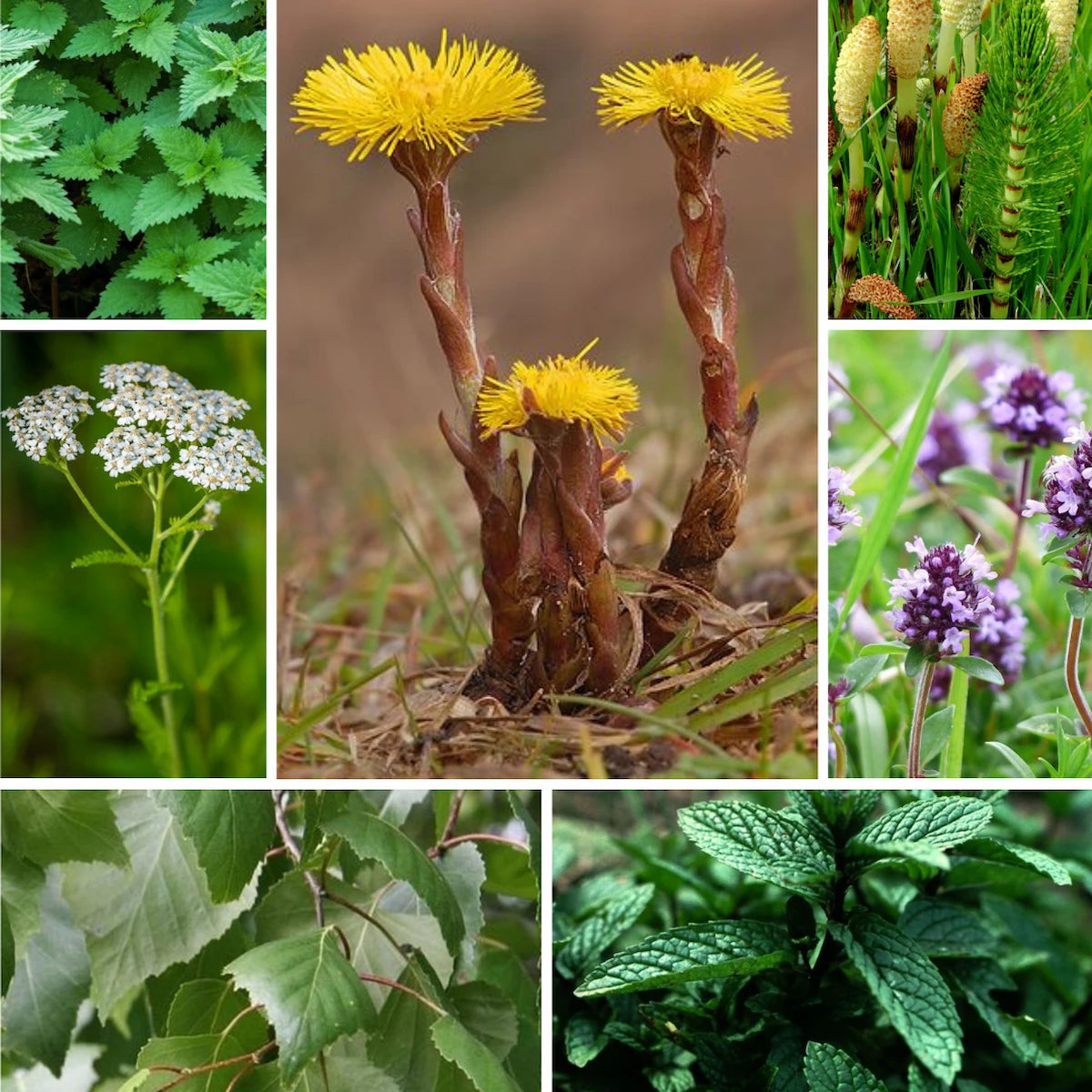 Balsam Conditoner With 7 Herbs Natural Extract