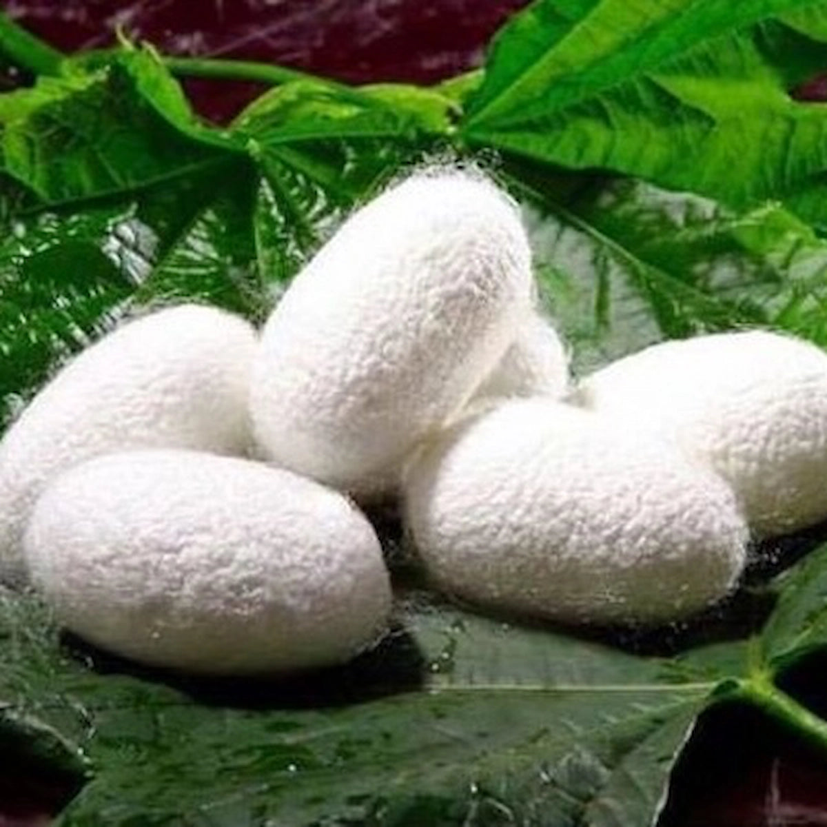 10 in 1 Coconut Treatment